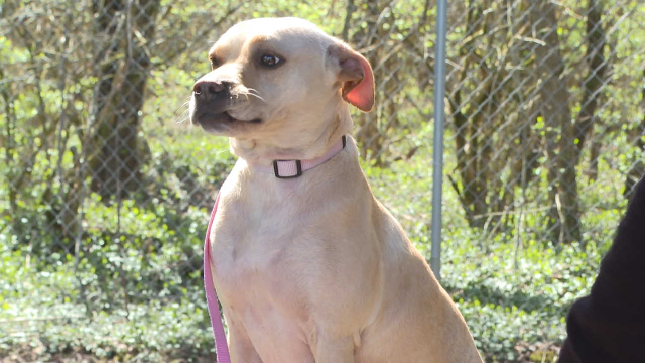 Humane society online free dogs